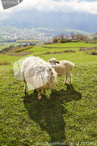 Image of Sheep in the mountains