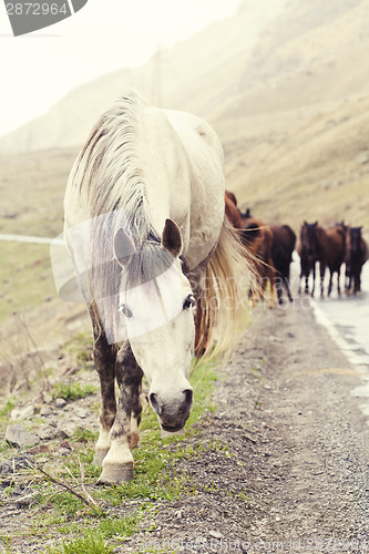 Image of Horses on a road