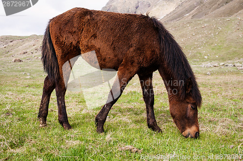 Image of Horses in the mountains
