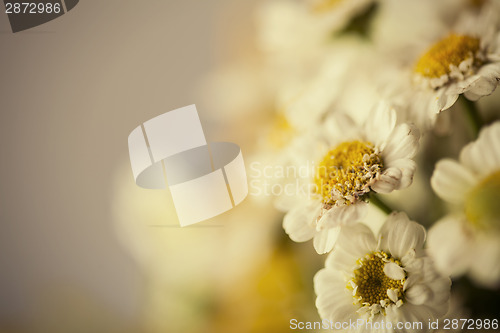 Image of Camomile