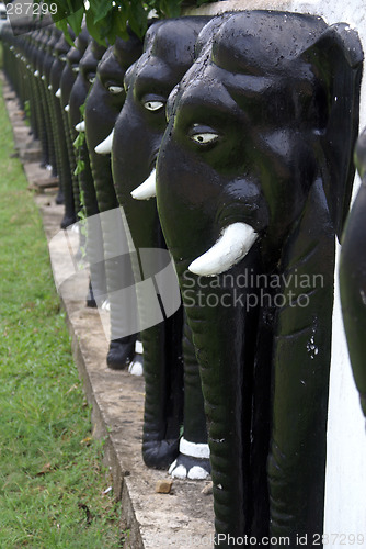 Image of Elephants