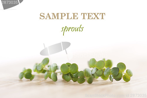 Image of Fresh sprouts