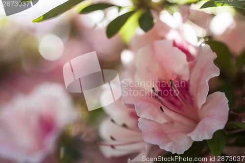 Image of Azalea flowers