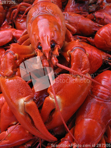 Image of Crayfish, Pacifastacus Leniusculus