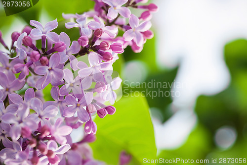 Image of Lilac flowers