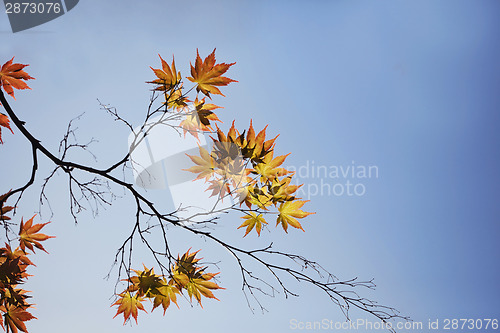 Image of Autumn maple leaves