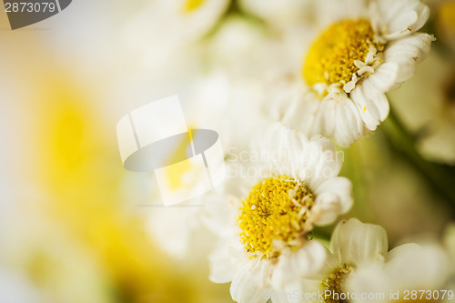Image of Camomile