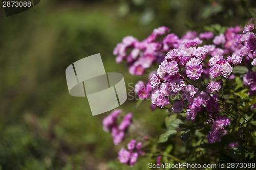 Image of Pink roses