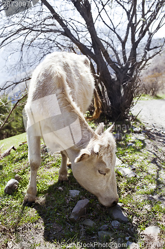 Image of White cow