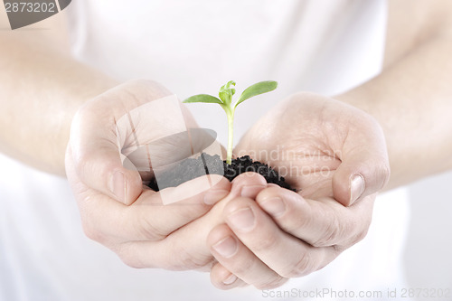 Image of Sprout in hands