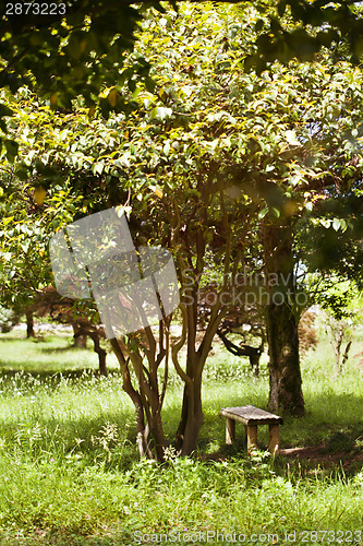 Image of Bench in the park