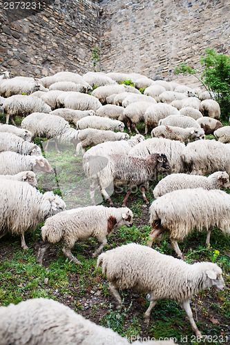 Image of Herd of sheep