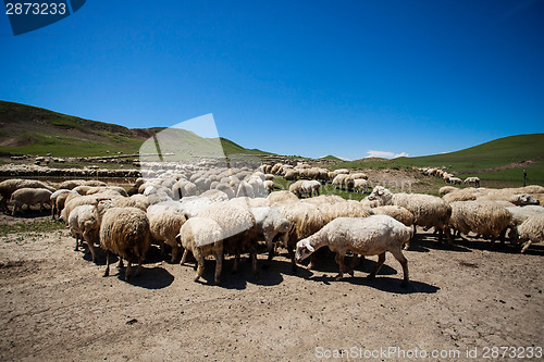 Image of Herd of sheep