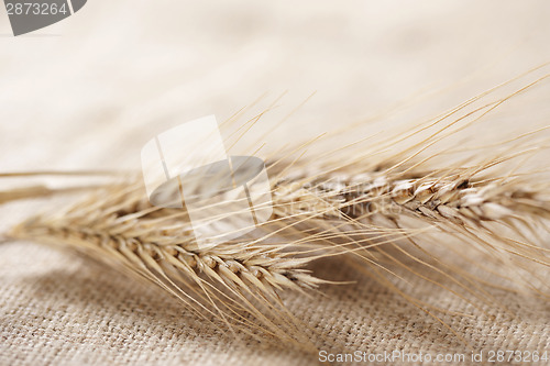 Image of Wheat