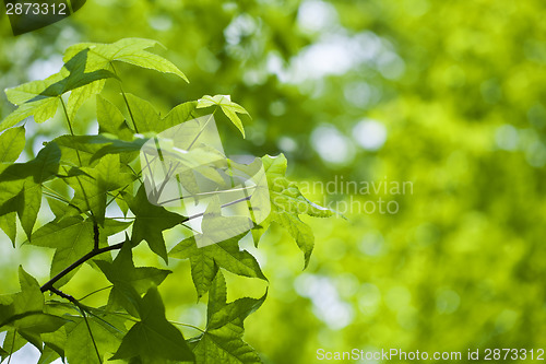 Image of Green leaves