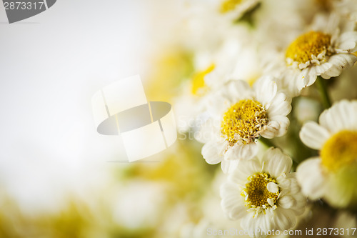 Image of Camomile