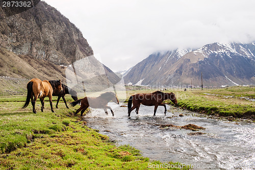 Image of Horses in the mountains