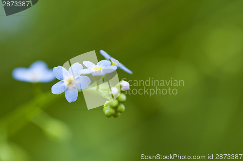 Image of Forget-me-not flowers 