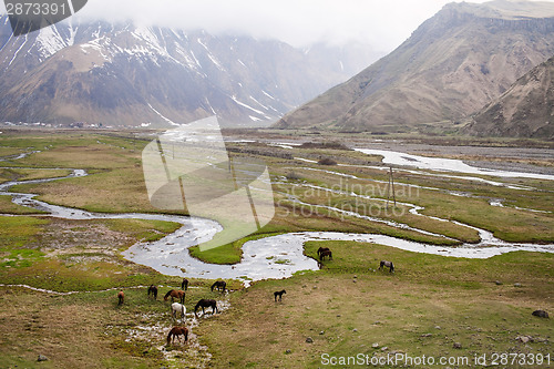 Image of Horses in the mountains