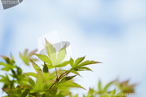 Image of Japanese maple