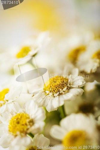 Image of Camomile