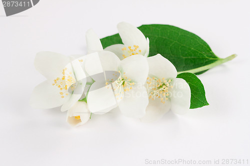 Image of Jasmine flowers