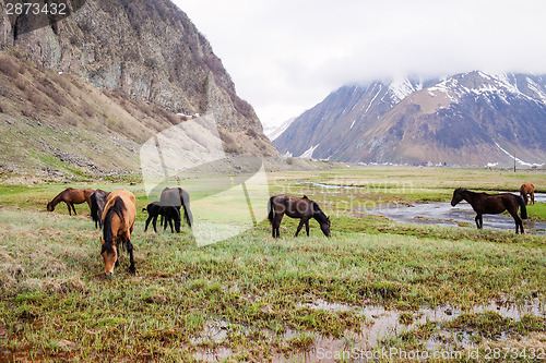 Image of Horses in the mountains