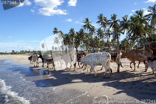 Image of Cows on the beach