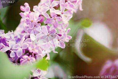 Image of Lilac flowers