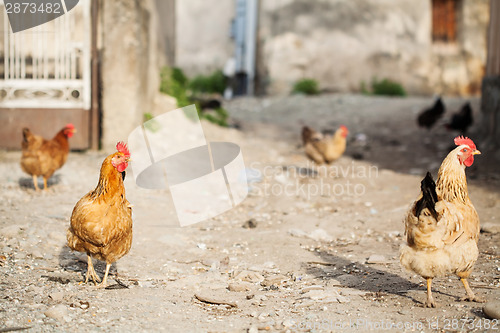 Image of Chickens