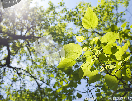 Image of Green leaves
