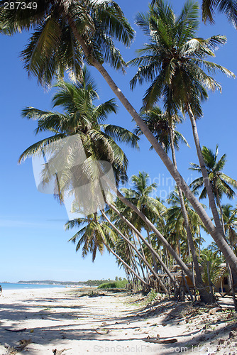 Image of Palm trees on the sand