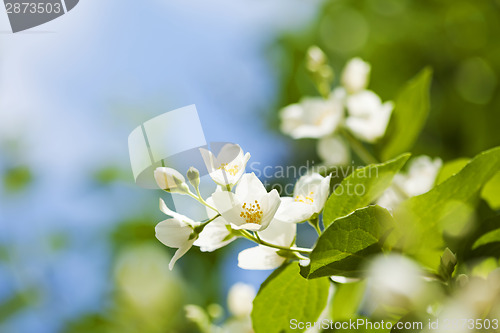 Image of Jasmine flowers 