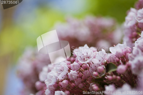 Image of Pink flowers