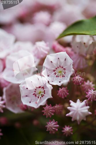 Image of Pink flowers