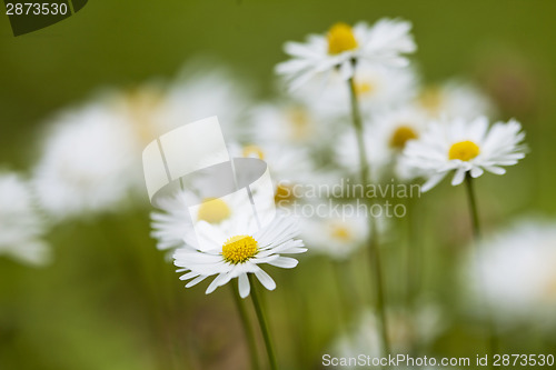 Image of ?hamomile flowers