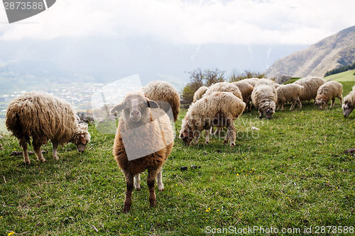 Image of Herd of sheep