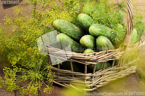 Image of Harvest cucumbers in a basket