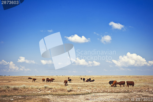 Image of Cows in meadow