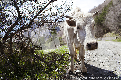 Image of White cow