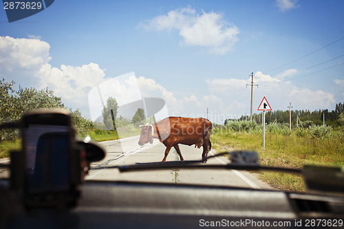 Image of Cow on the road