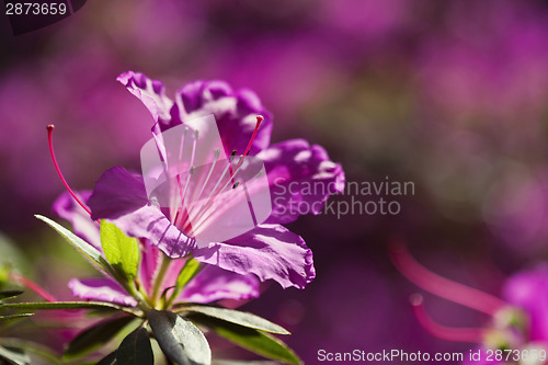 Image of Azalea flower
