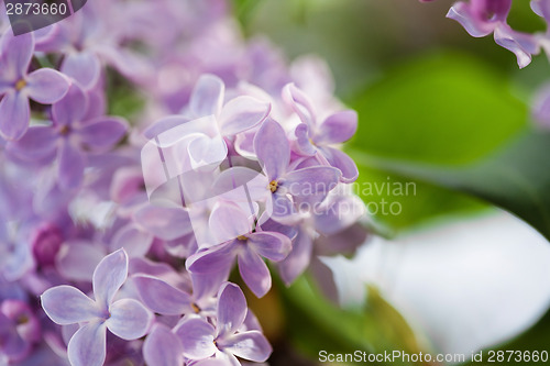 Image of Lilac flowers