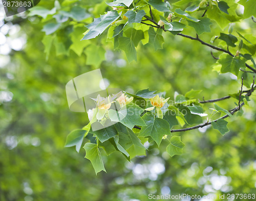 Image of Tulip tree