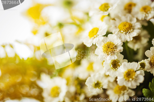 Image of Camomile