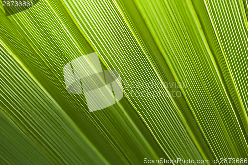Image of Palm leaf