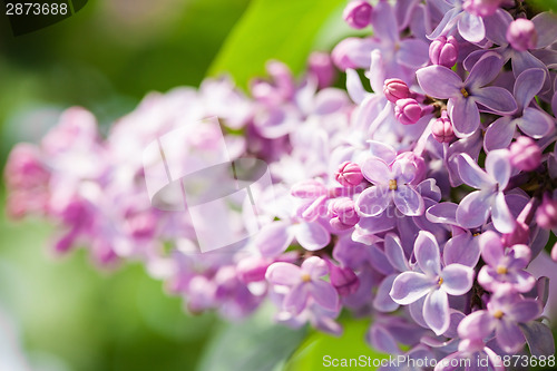 Image of Lilac flowers
