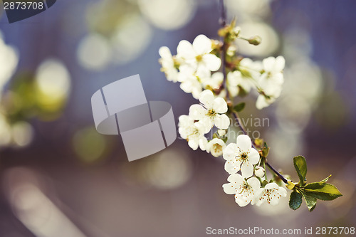 Image of Cherry blossoms 