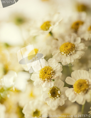 Image of Camomile