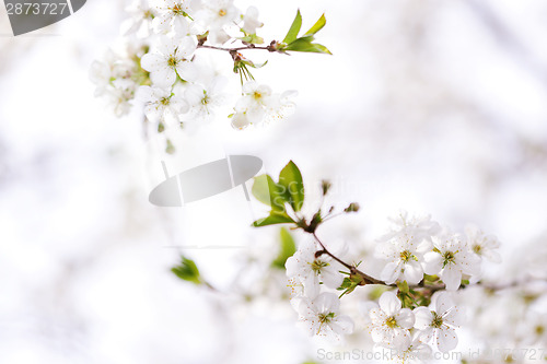 Image of Blossom in spring 